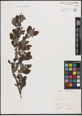 Foto von Salix cinerea L.